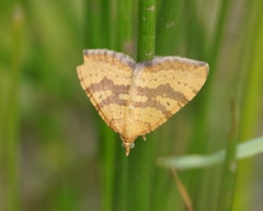 Chrysolarentia insulsata