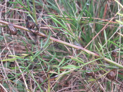 Centaurea borysthenica