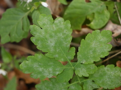 Erysiphe macleayae