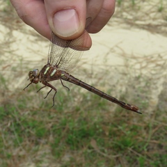 Cordulegaster maculata