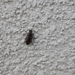 Harpalus distinguendus