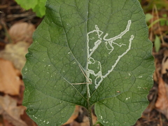 Phytomyza lappae