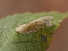 Phyllonorycter cavella