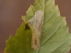 Phyllonorycter cavella