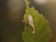 Phyllonorycter cavella