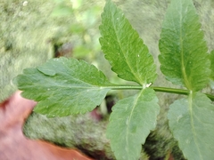 Berula