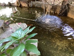 Cyprinus rubrofuscus