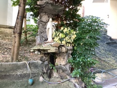 Cyprinus rubrofuscus