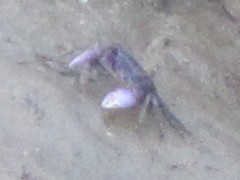 Metopograpsus frontalis