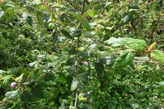 Howittia trilocularis