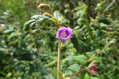 Howittia trilocularis