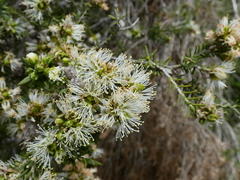 Melaleuca halmaturorum