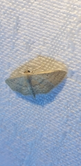 Scopula hypochra