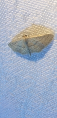 Scopula hypochra
