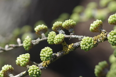 Pseudolarix amabilis