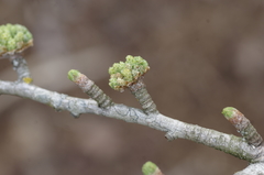 Pseudolarix amabilis