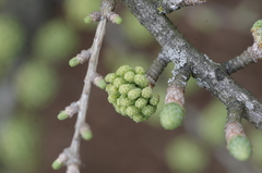 Pseudolarix amabilis