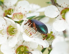 Lepturidea punctulaticollis