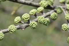 Pseudolarix amabilis