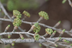 Pseudolarix amabilis
