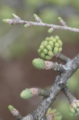 Pseudolarix amabilis