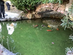 Cyprinus rubrofuscus