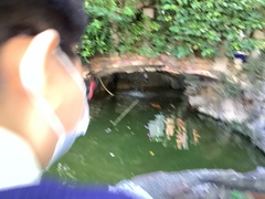 Cyprinus rubrofuscus