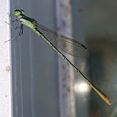 Agriocnemis femina