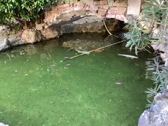 Cyprinus rubrofuscus