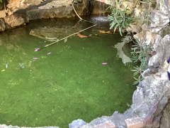 Cyprinus rubrofuscus