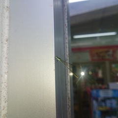 Agriocnemis femina