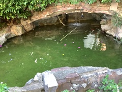 Cyprinus rubrofuscus