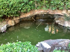 Cyprinus rubrofuscus