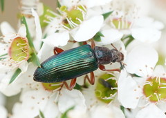 Lepturidea punctulaticollis