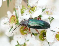 Lepturidea punctulaticollis
