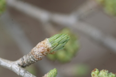 Pseudolarix amabilis