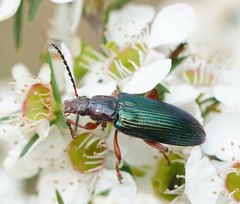 Lepturidea punctulaticollis