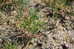 Lepidium pumilum