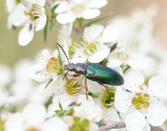 Lepturidea punctulaticollis