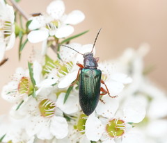 Lepturidea punctulaticollis