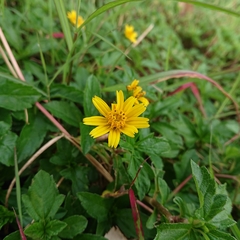 Sphagneticola trilobata