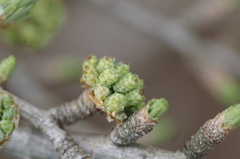 Pseudolarix amabilis