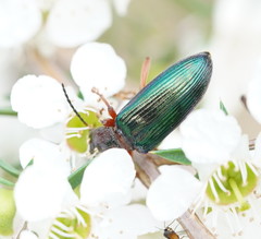 Lepturidea punctulaticollis
