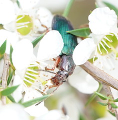 Lepturidea punctulaticollis