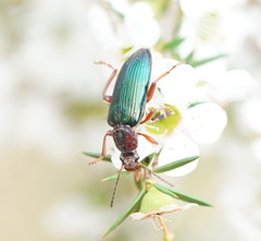 Lepturidea punctulaticollis
