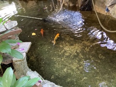 Cyprinus rubrofuscus