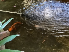 Cyprinus rubrofuscus