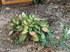 Cyprinus rubrofuscus