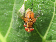 Eliozeta