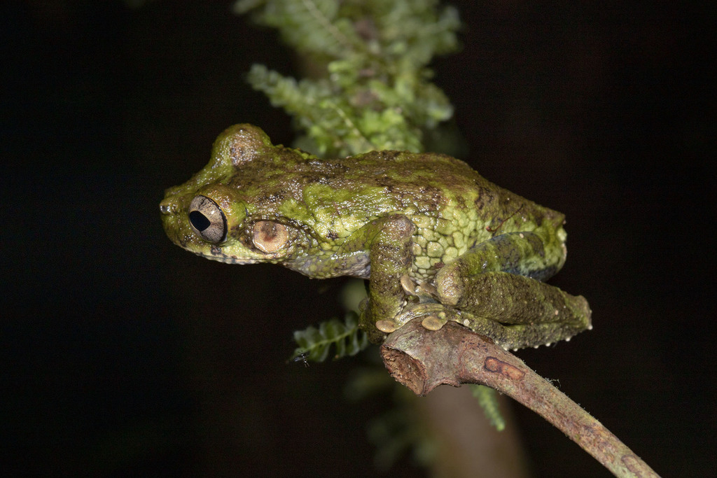 Buckley's Slender-legged Treefrog